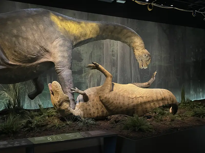 Display of dinosaurs attacking one another