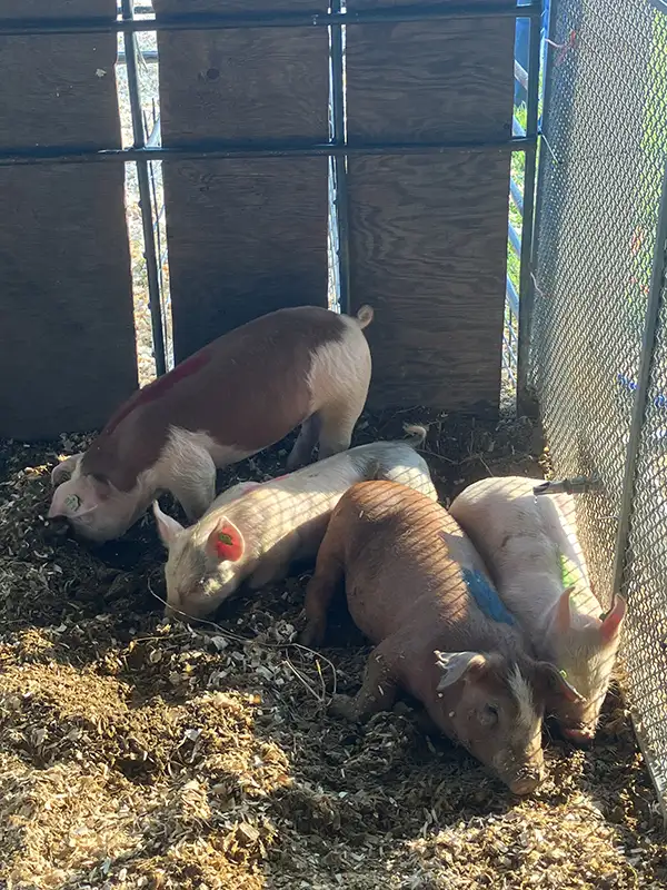 Four small pigs snuffling in a pen.