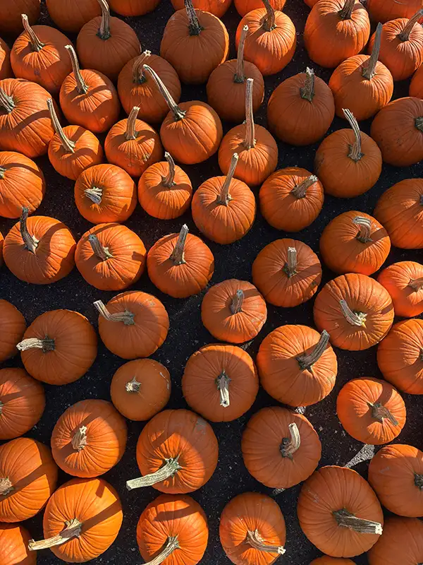Aerial shot of small pumpkins on the ground