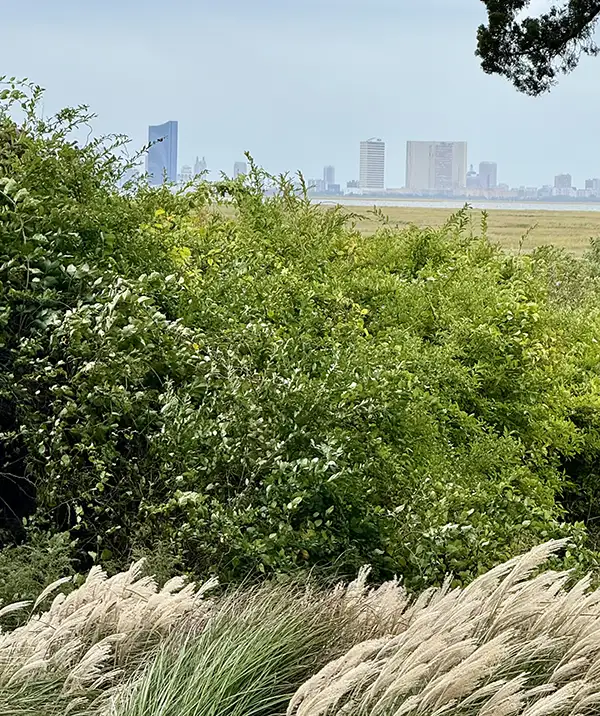 A city skyline in the distance with grass and bushes swaying in the wind